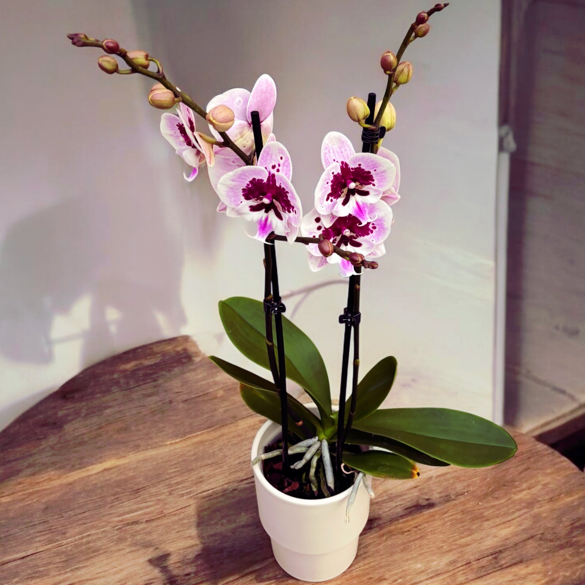 Phalaenopsis Aladdin (Lioulin Hot Lip) *big lip