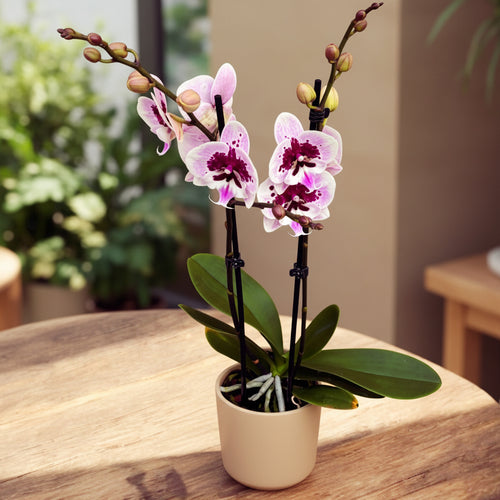 Phalaenopsis Aladdin (Lioulin Hot Lip) *μεγάλο χείλος