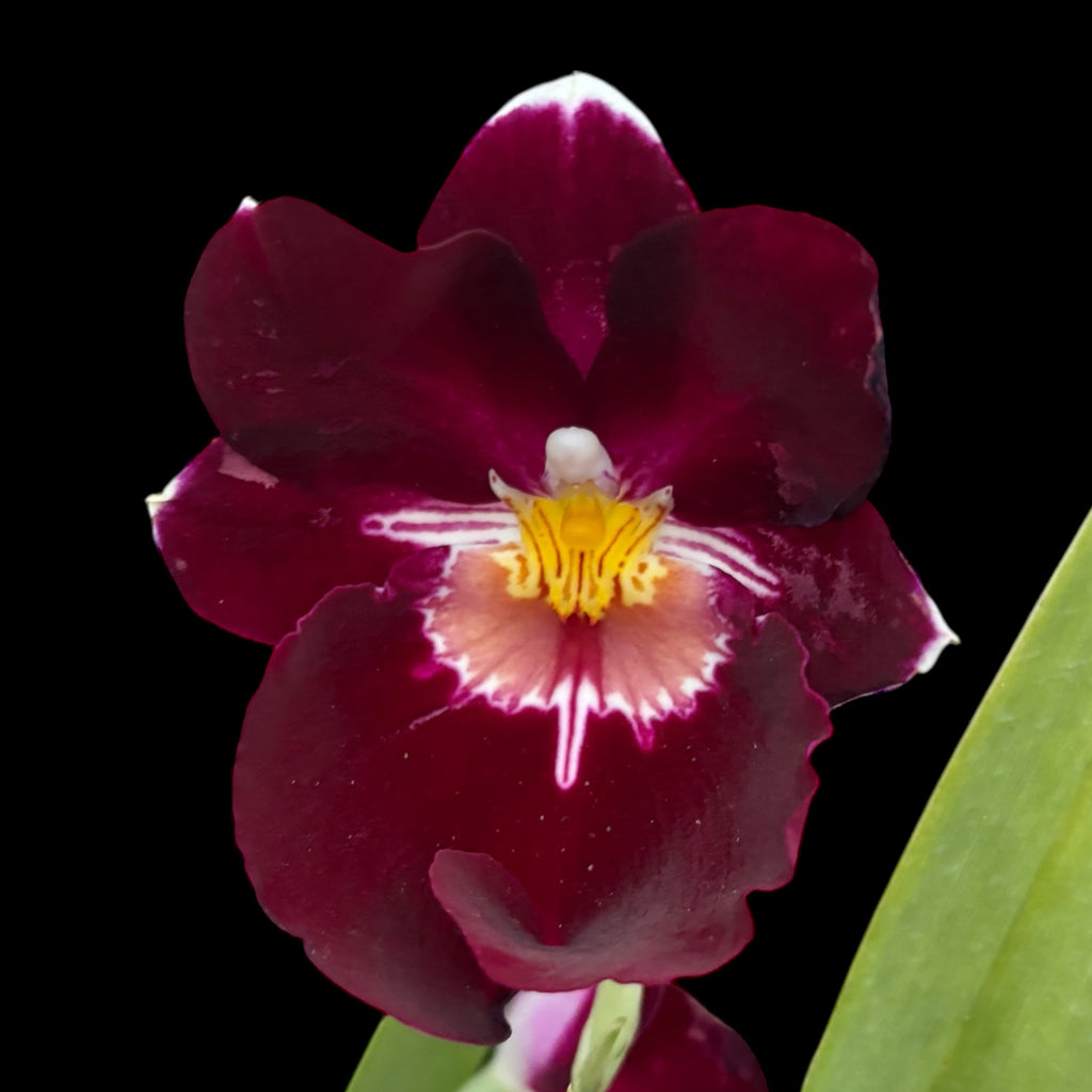 Miltoniopsis Red Woodham