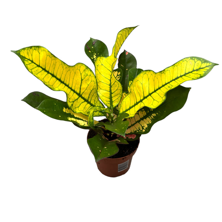 Croton Codiaeum Wilma