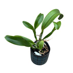 Rlc. Hsinying Scarlet 'Flame Dance' - voňavá