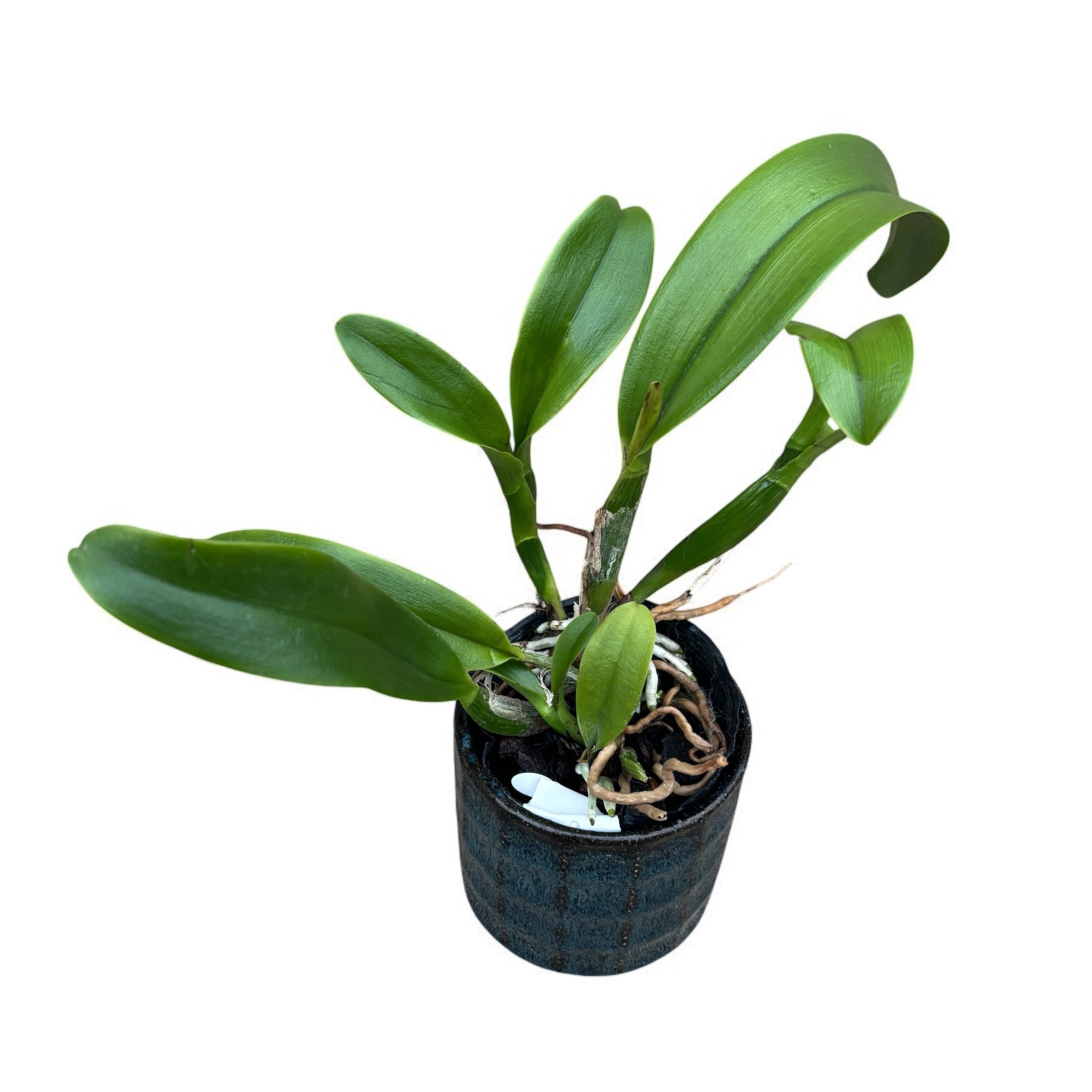 Rlc. Hsinying Scarlet 'Flame Dance' - parfumata