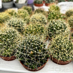 Escobaria missouriensis (Cactus Coda di Volpe del Missouri)