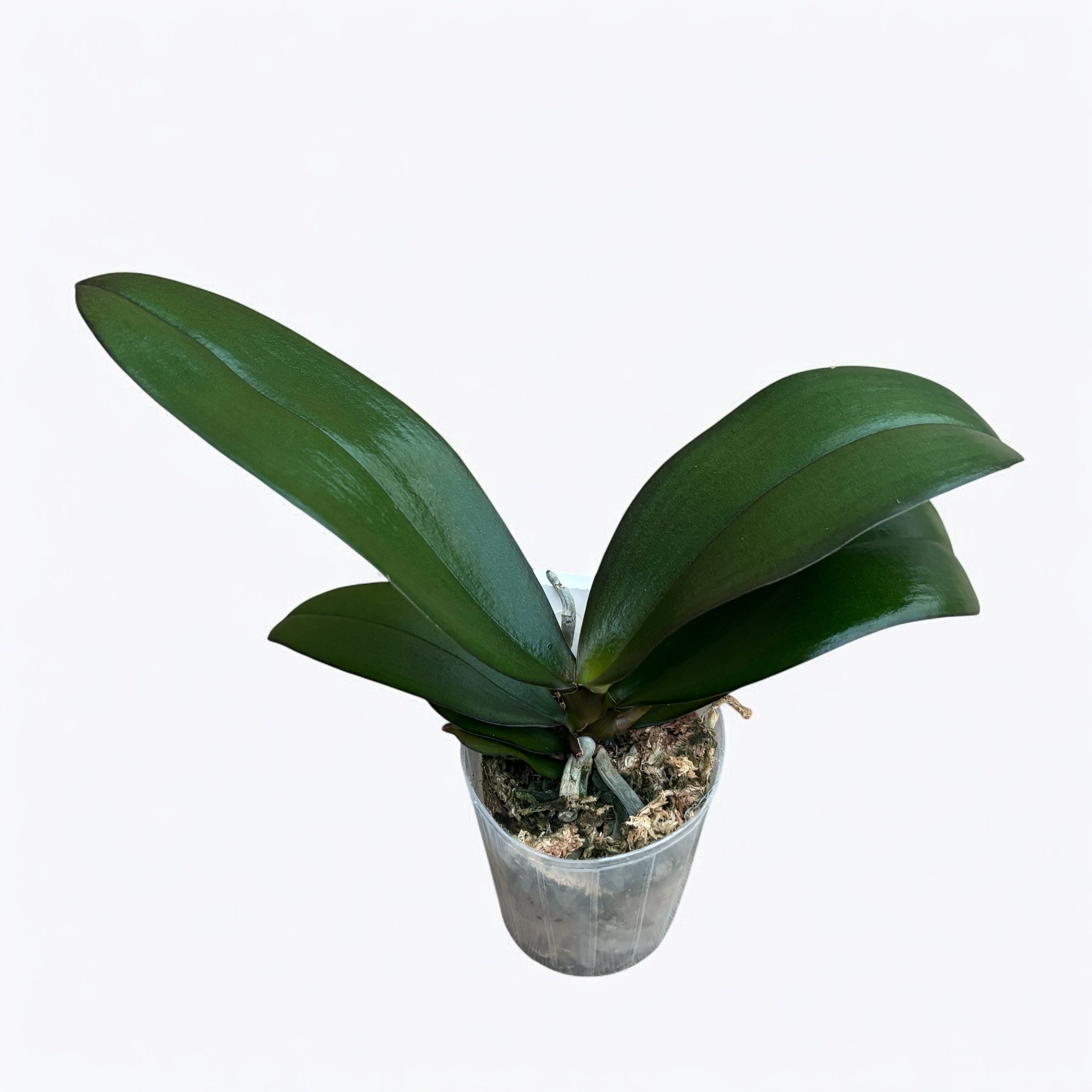 Phalaenopsis Brother Sara Gold - profumato