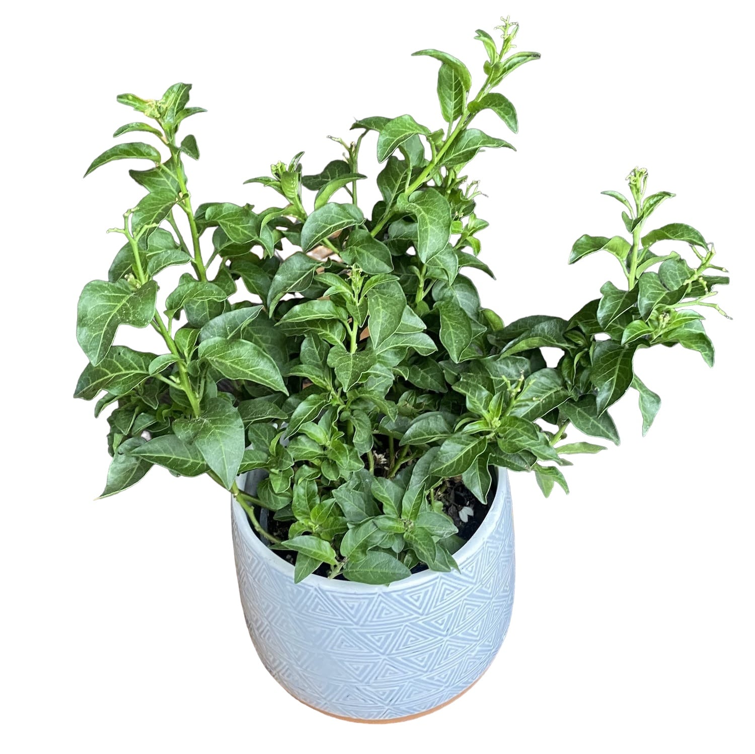 Solanum Jasminoides - futó jázmin