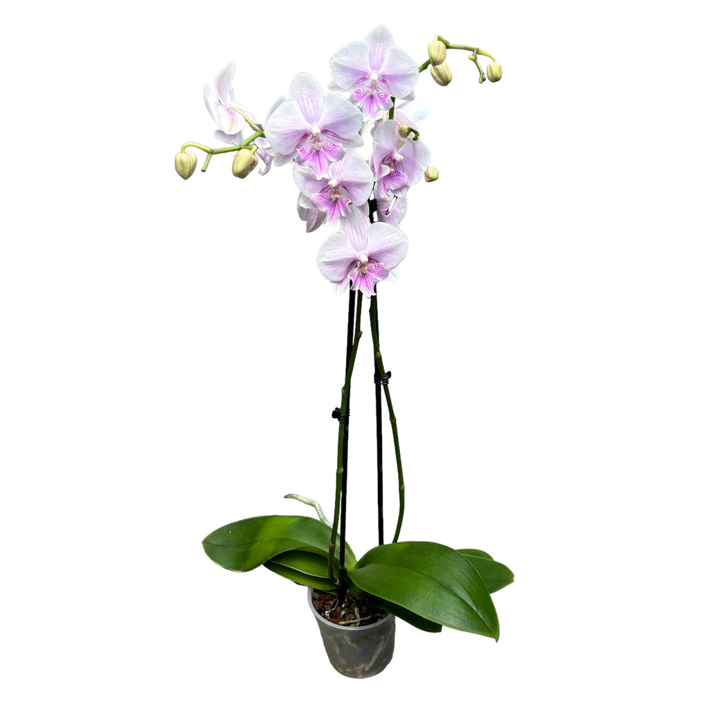 Phalaenopsis 'Limited #49’ nagy ajak
