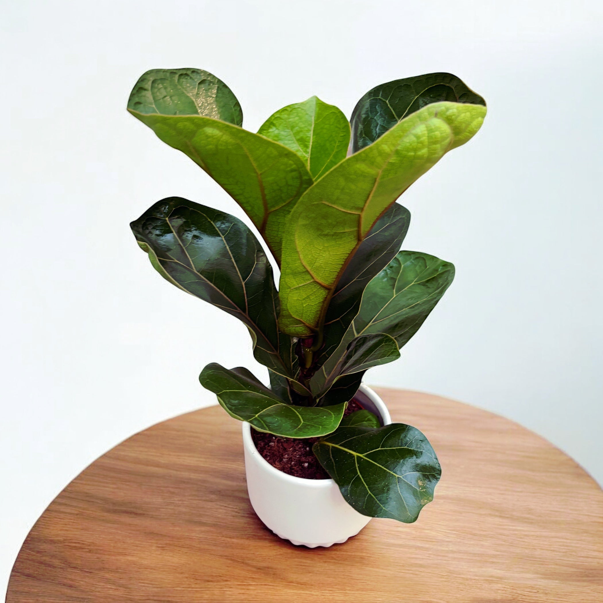 Ficus lyrata 'Bambino'