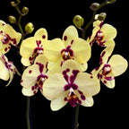 Phalaenopsis Romee