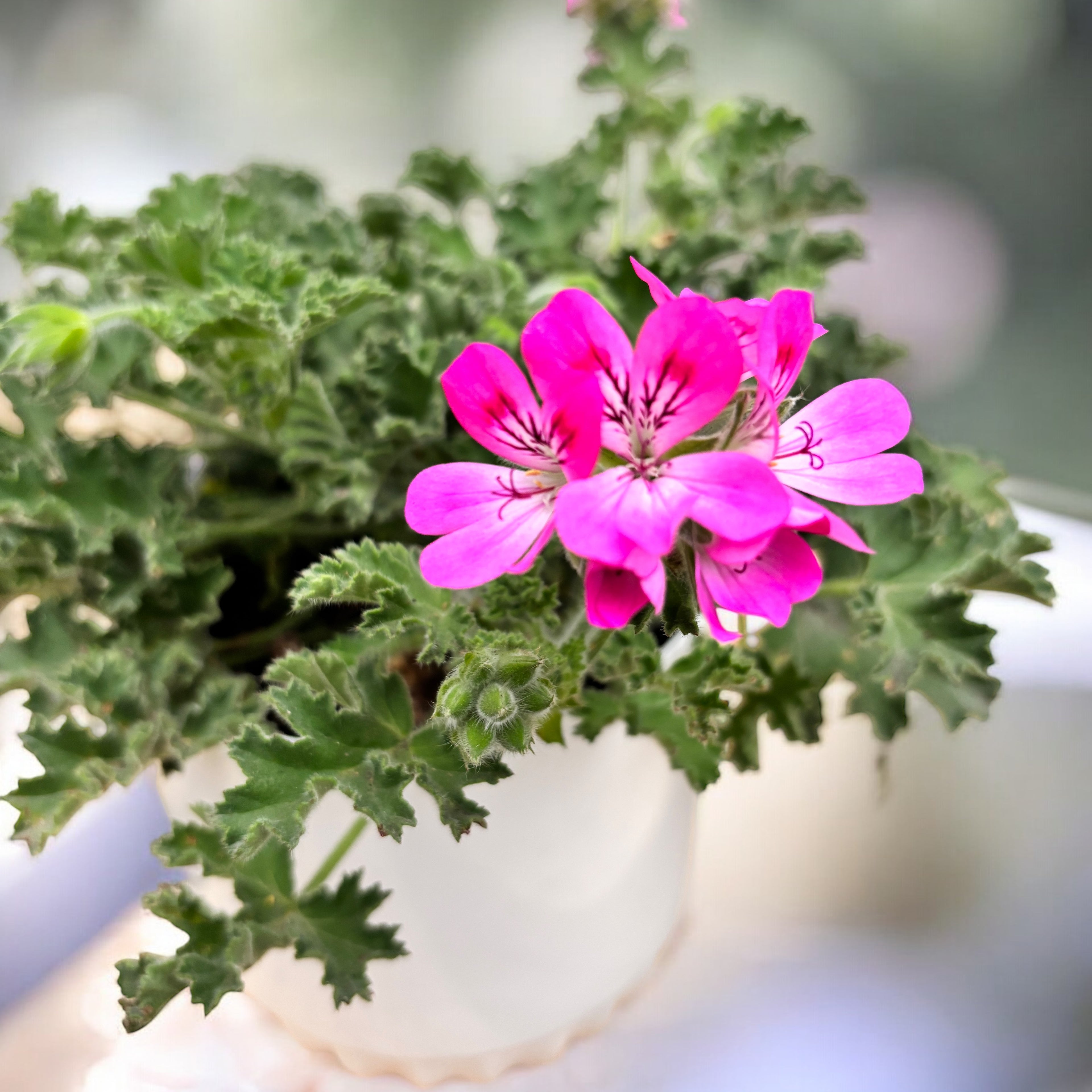 Muscate parfumate - Scented Geranium ‘Isko Rose’ (parfum de trandafiri)