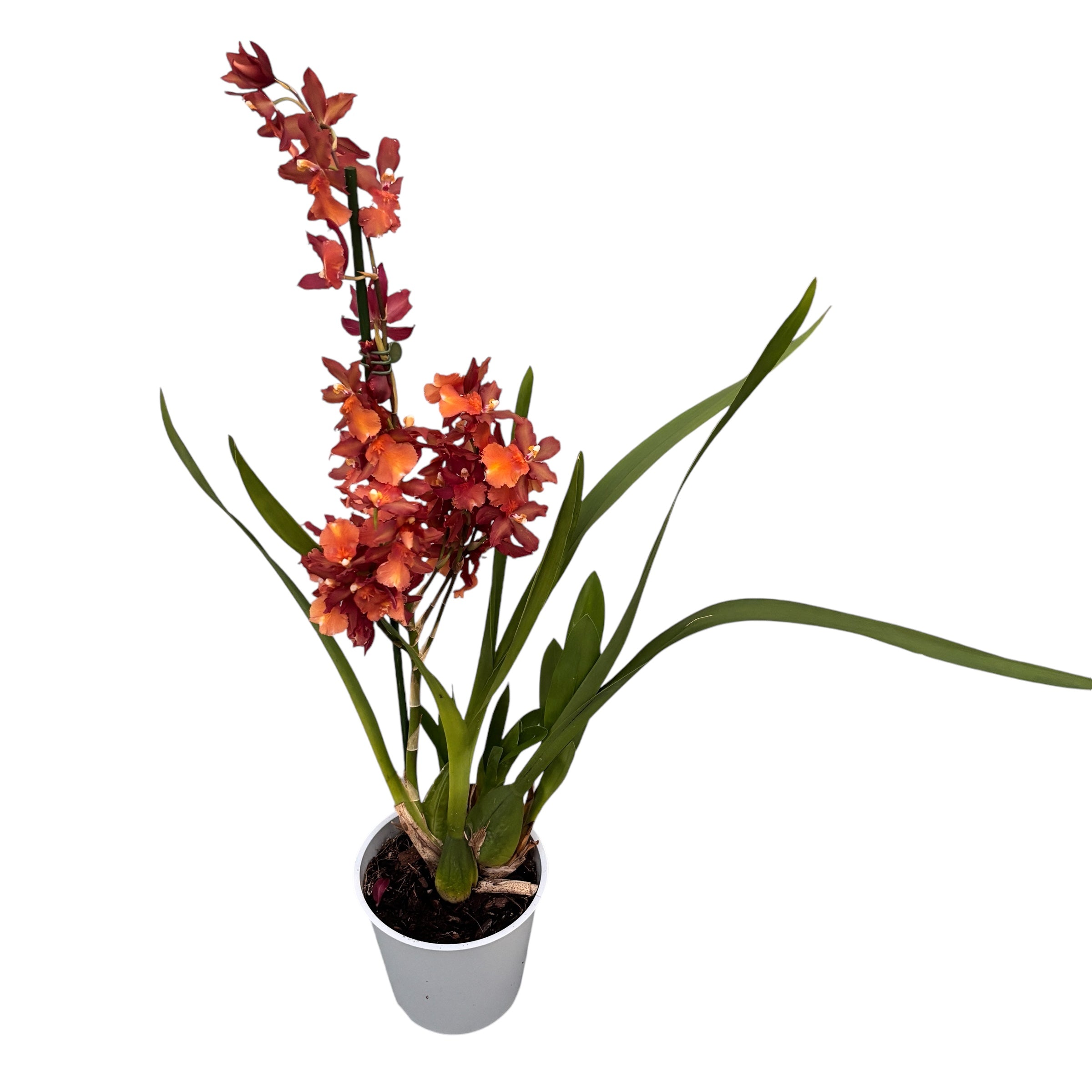 Oncostele Tom Cat ‘Cayenne’