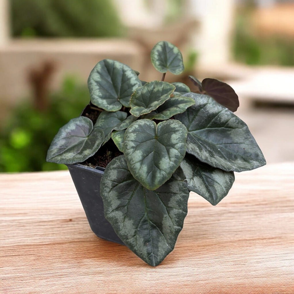 Cyclamen hederifolium ‘Album’ - jesenná nežnosť s čistými bielymi kvetmi a jemnou vôňou