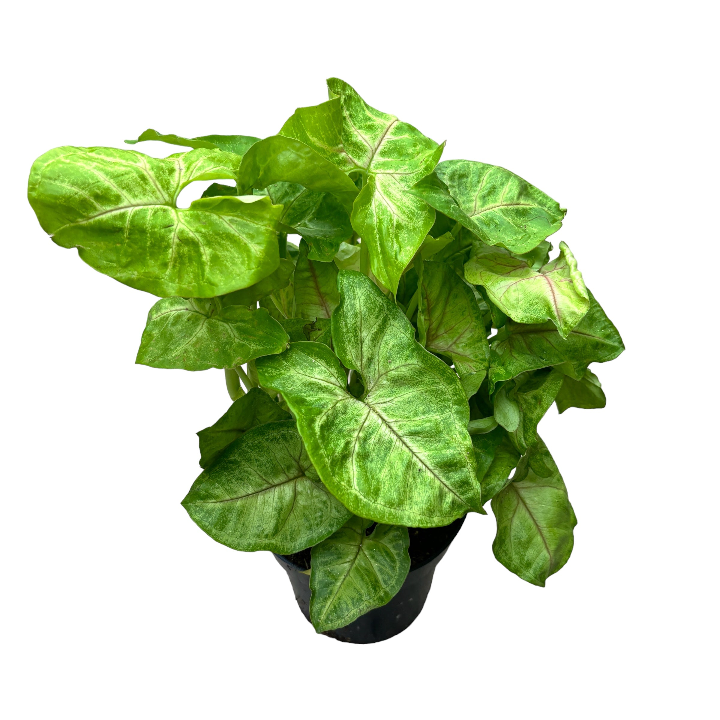 Syngonium Golden Allusion - exemplare XL