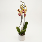 Phalaenopsis Exotic Punch (Pikachu)