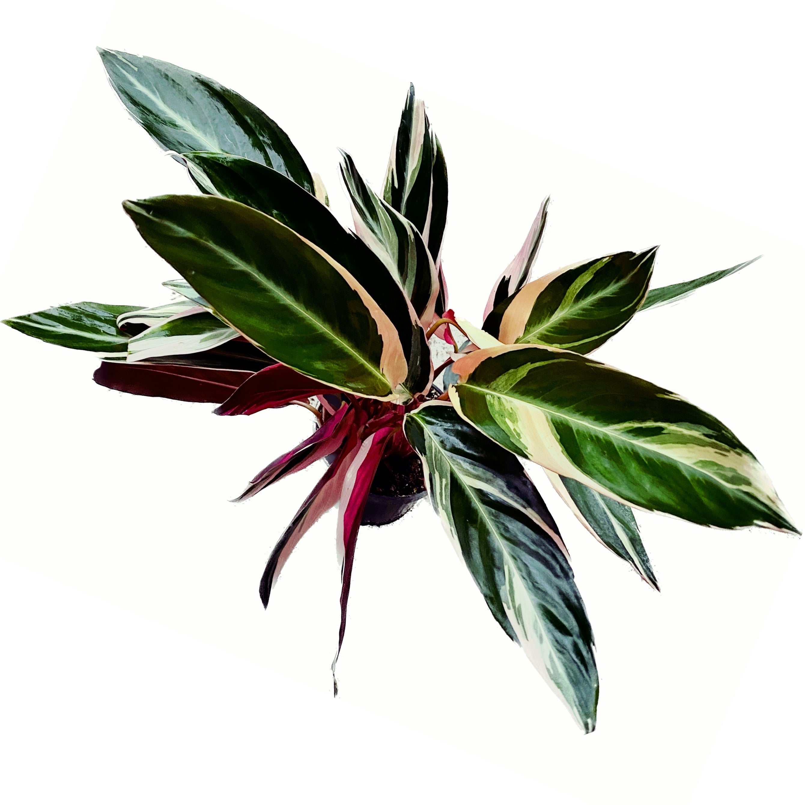 Calathea Triostar (Stromanthe Sanguinea Triostar) D14