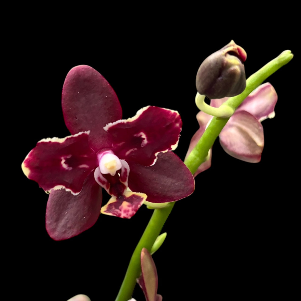 Phalaenopsis Chiada Stacy (peloric)