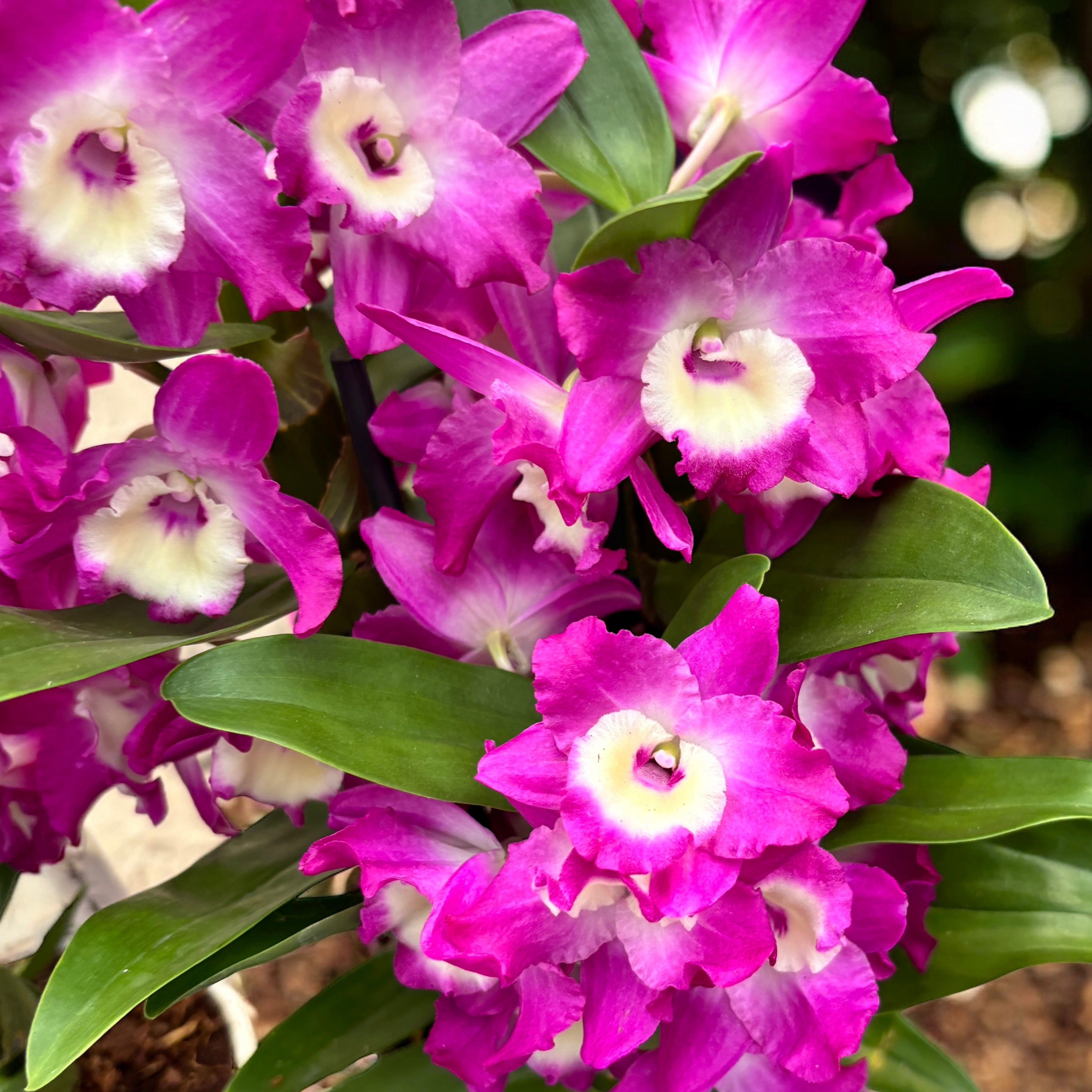 Dendrobium Wonderful Romance (Purple Rain) - parfumat – Secret