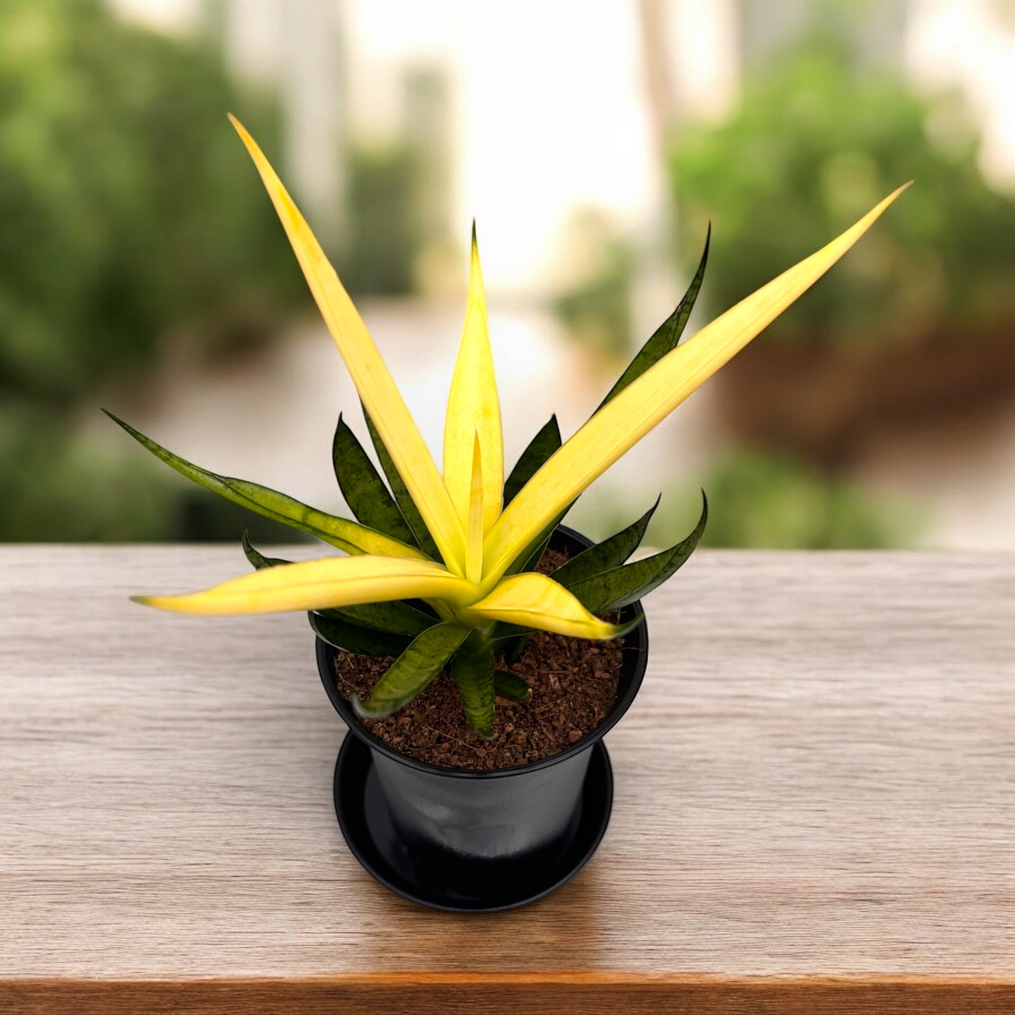 konect 鉢　DragonTail Sansevieria Comet Chrysanta Lemon – Secret Garden Plant Shop