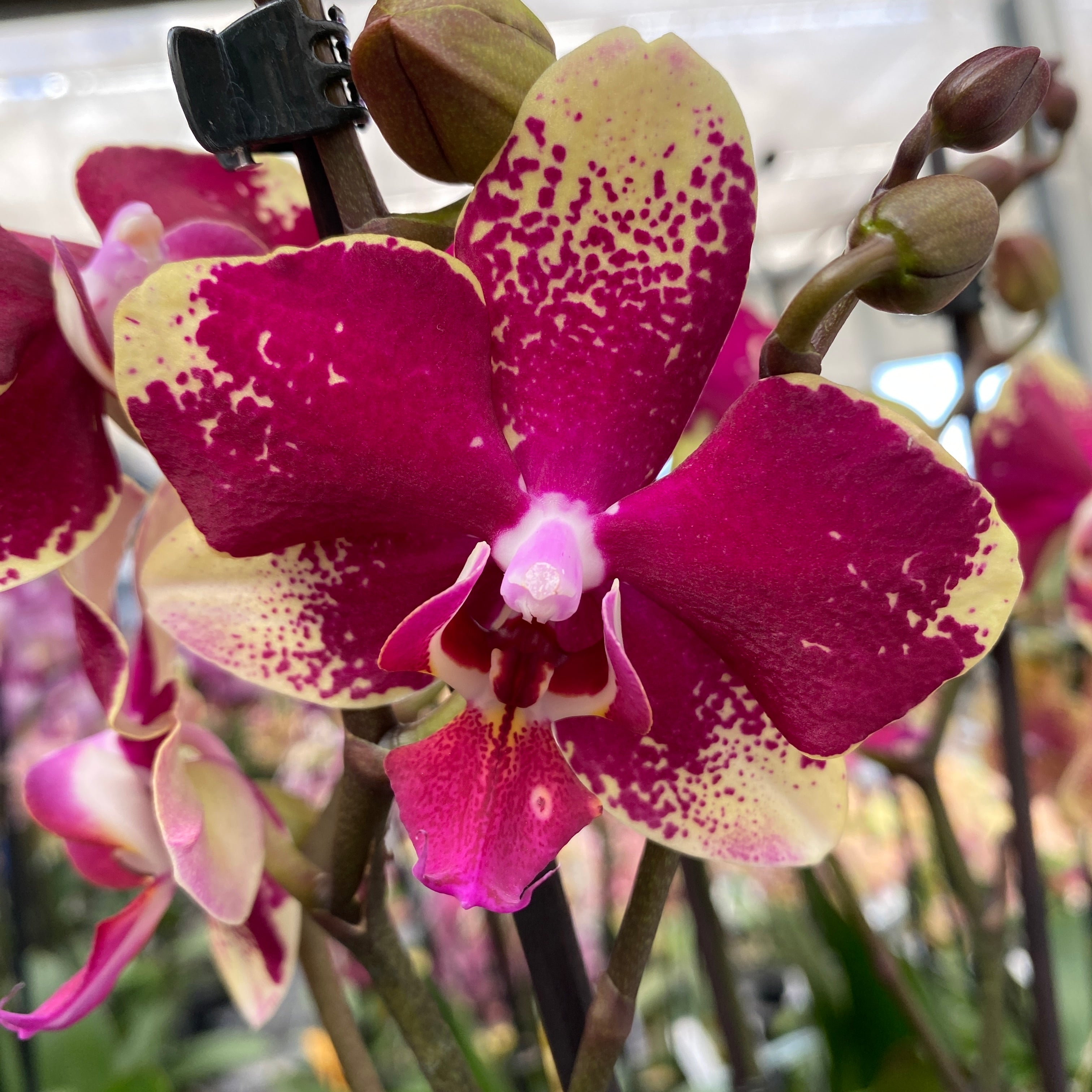 Phalaenopsis Anthura Rombley