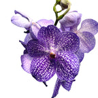 Vanda Kanchana Indigo (Ansu)