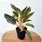 Aglaonema 'Llama Naranja' 3pp - ejemplares XL