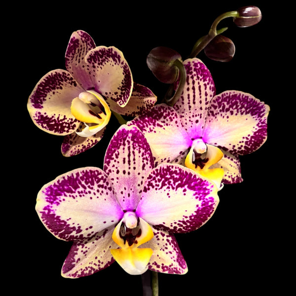 Phalaenopsis Long Pride Charlotte