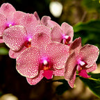 Phalaenopsis I-Hsin Sesame