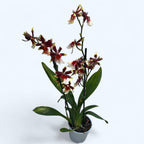 Oncostele Wildcat 'Rainbow'