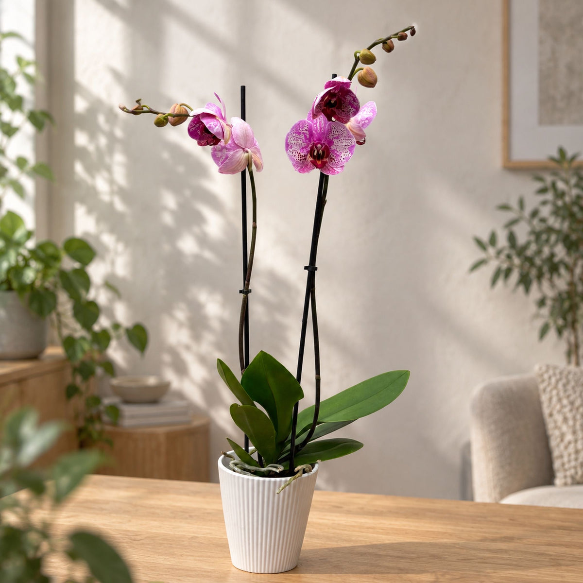 Phalaenopsis 'New Wave’