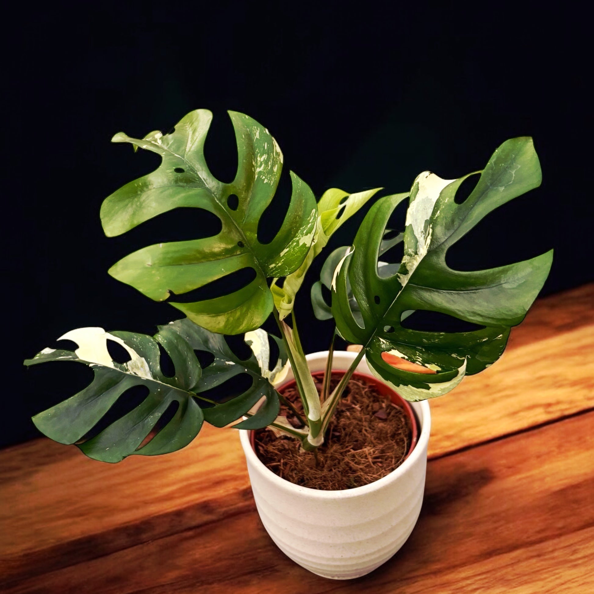 Monstera minima 'Variegata' (Rhaphidophora tetrasperma 'Variegata