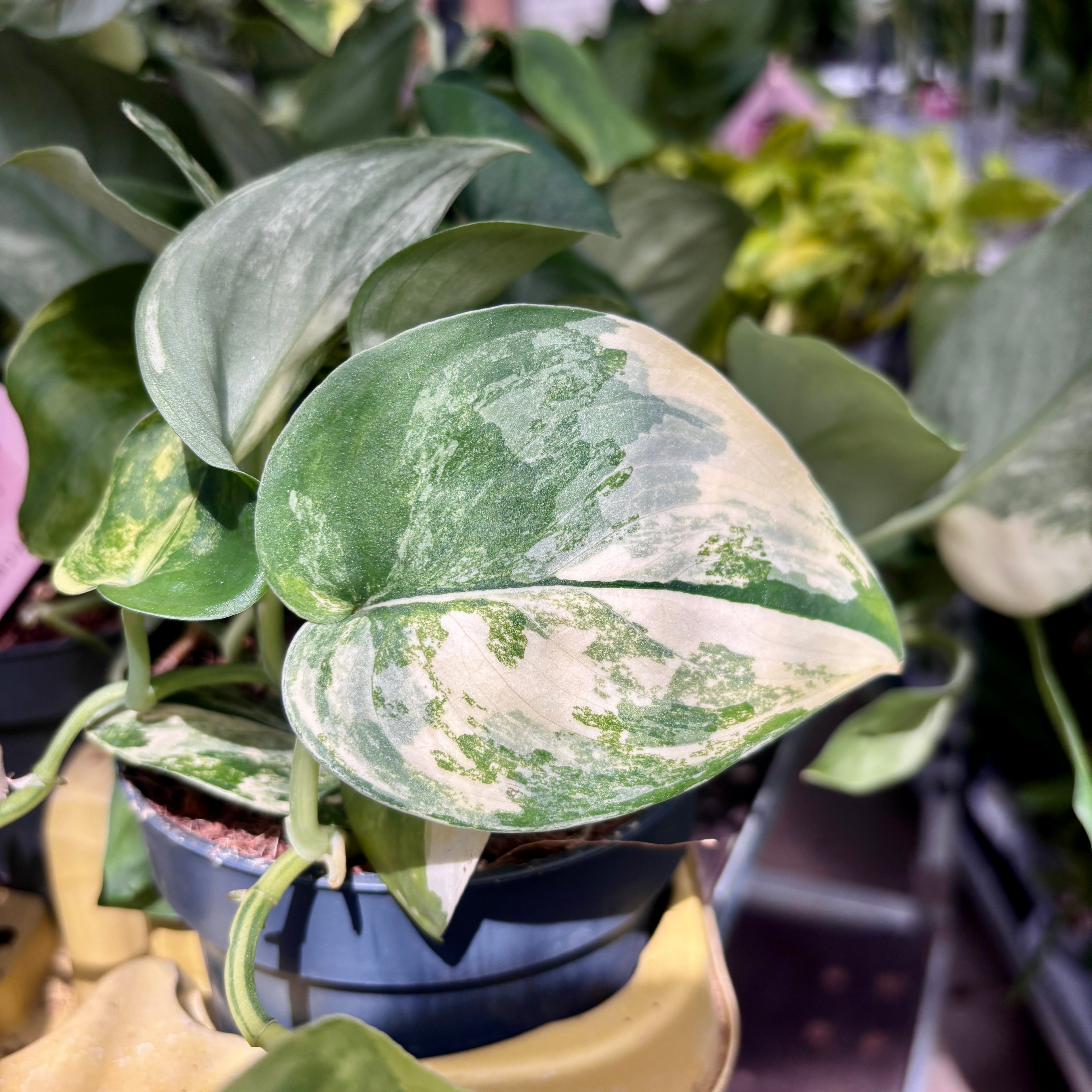 Scindapsus 'Jade Satin' Variegata – rare plant with jade-green leaves and yellow variegation