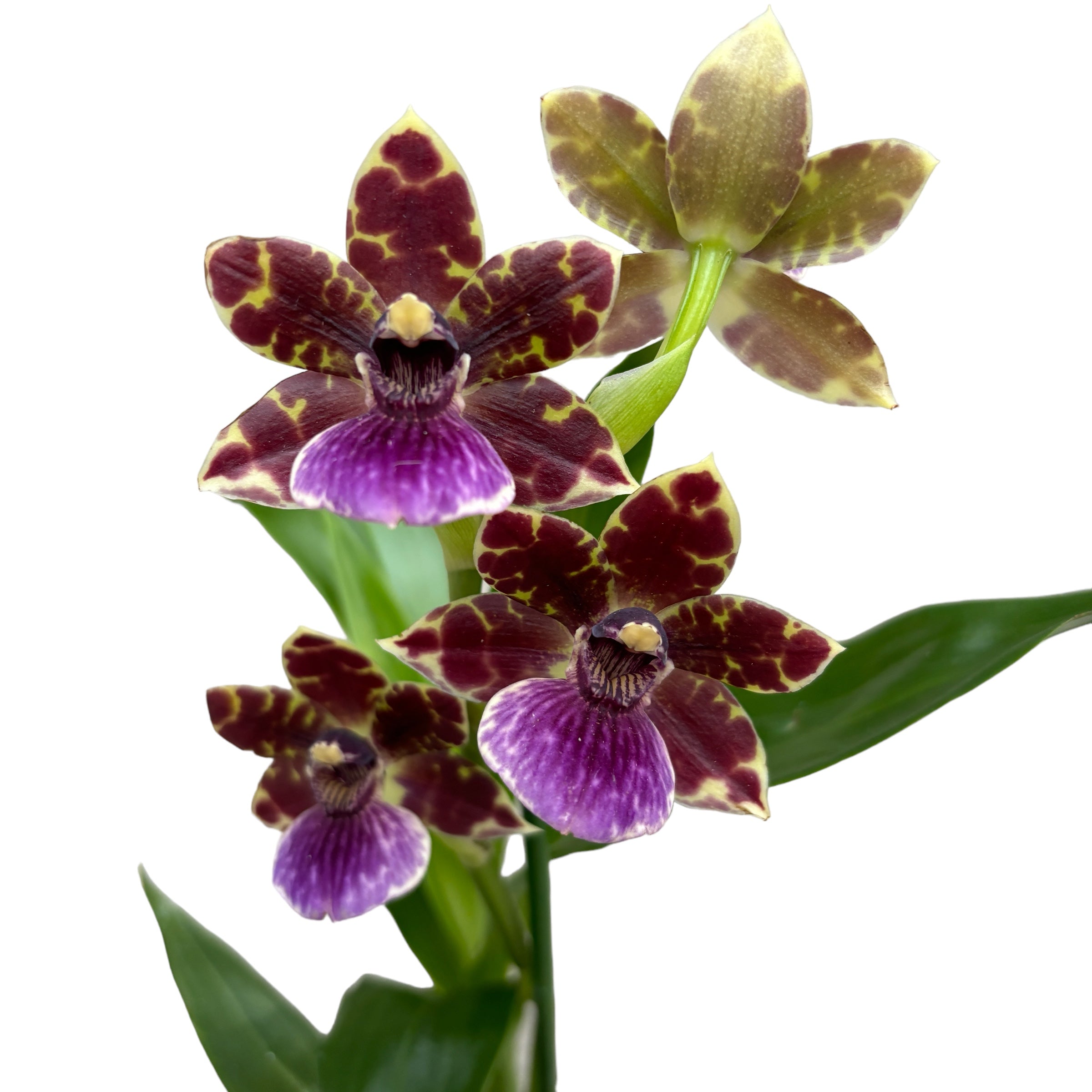 Zygopetalum Advance Australia flori parfumate