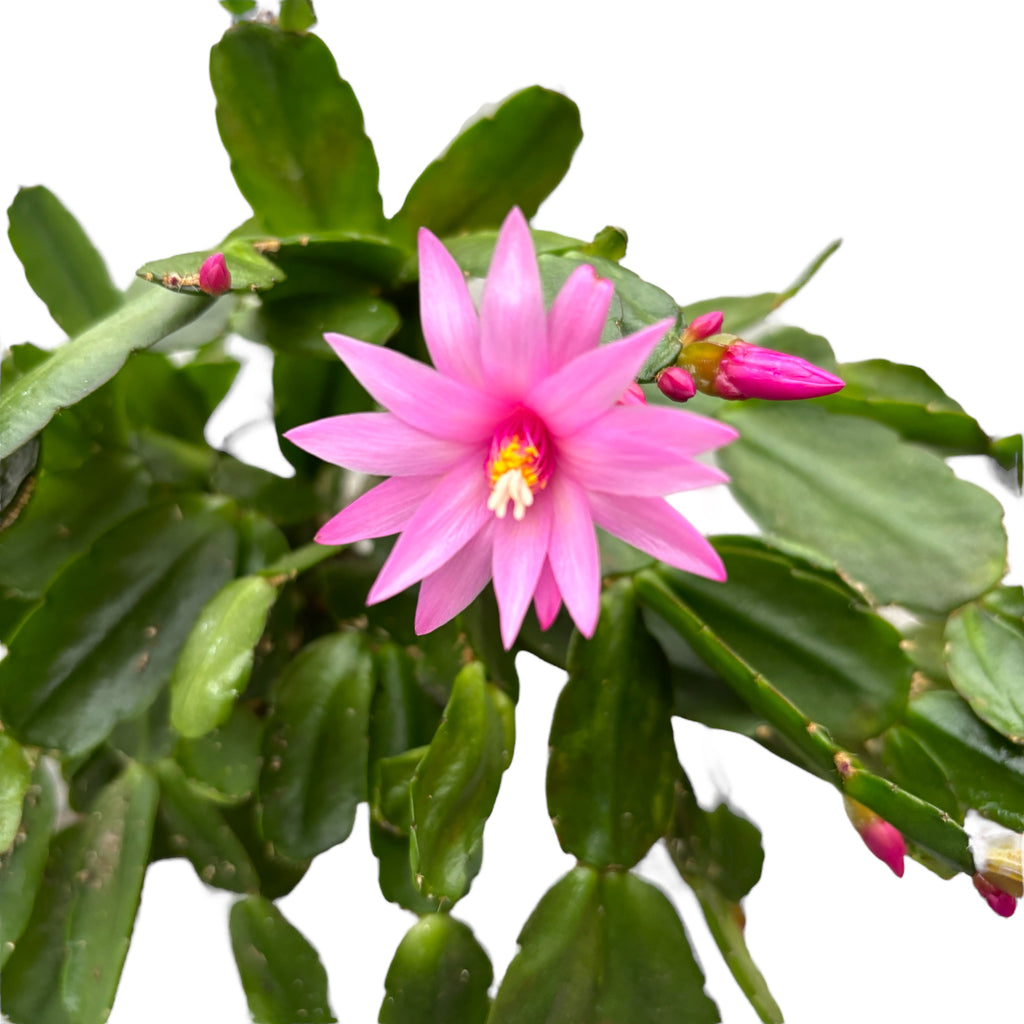 Rhipsalidopsis rosea ‘Pink Fire’ (fiore del cactus rosa)