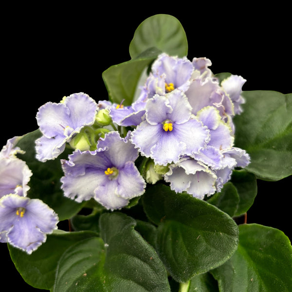 Saintpaulia Curly Purple - violete crete