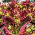Crassula capitella ‘Red Pagoda’ - suculenta geometrica cu frunze rosii decorative
