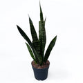 Sansevieria trifasciata 'Black Coral' (svärmorstunga)