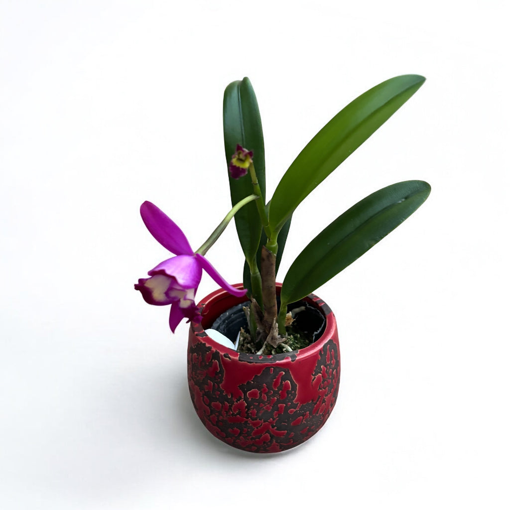 Cattleya Hawaiian Splash 'Lea' BM/JOGA - αρωματική