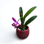 Cattleya Hawaiian Splash 'Lea' BM/JOGA - parfumata