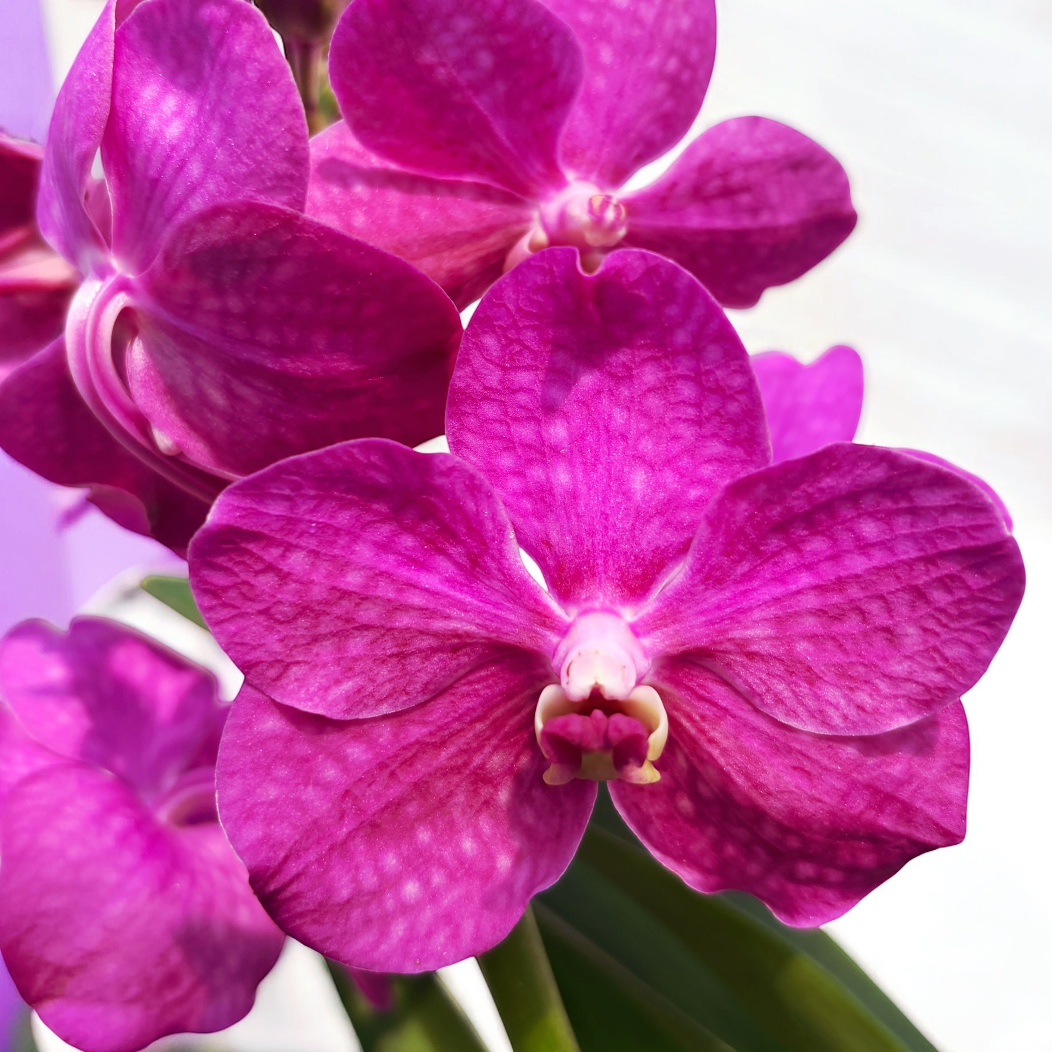 Vanda TAYANEE Cerise (Ansu)