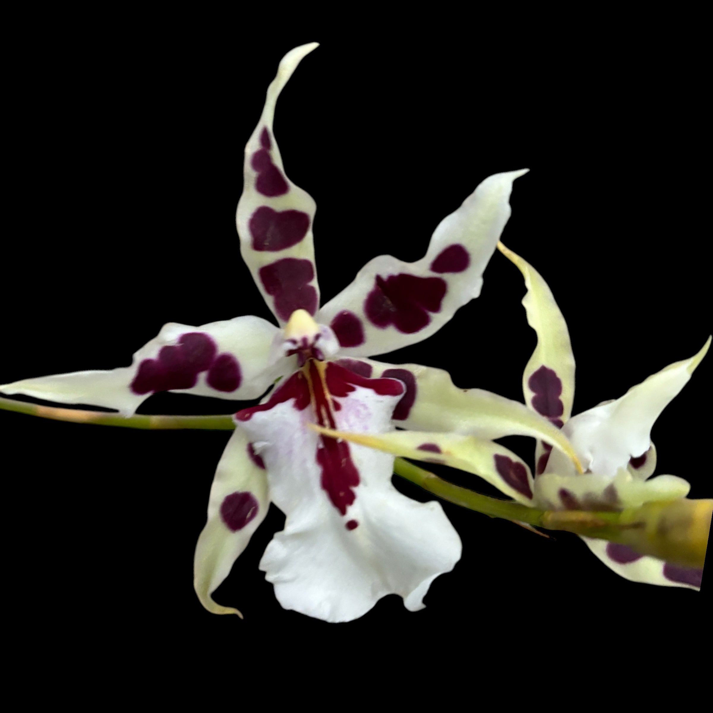 Aliceara Peggy Ruth Carpenter Morning Joy duftend