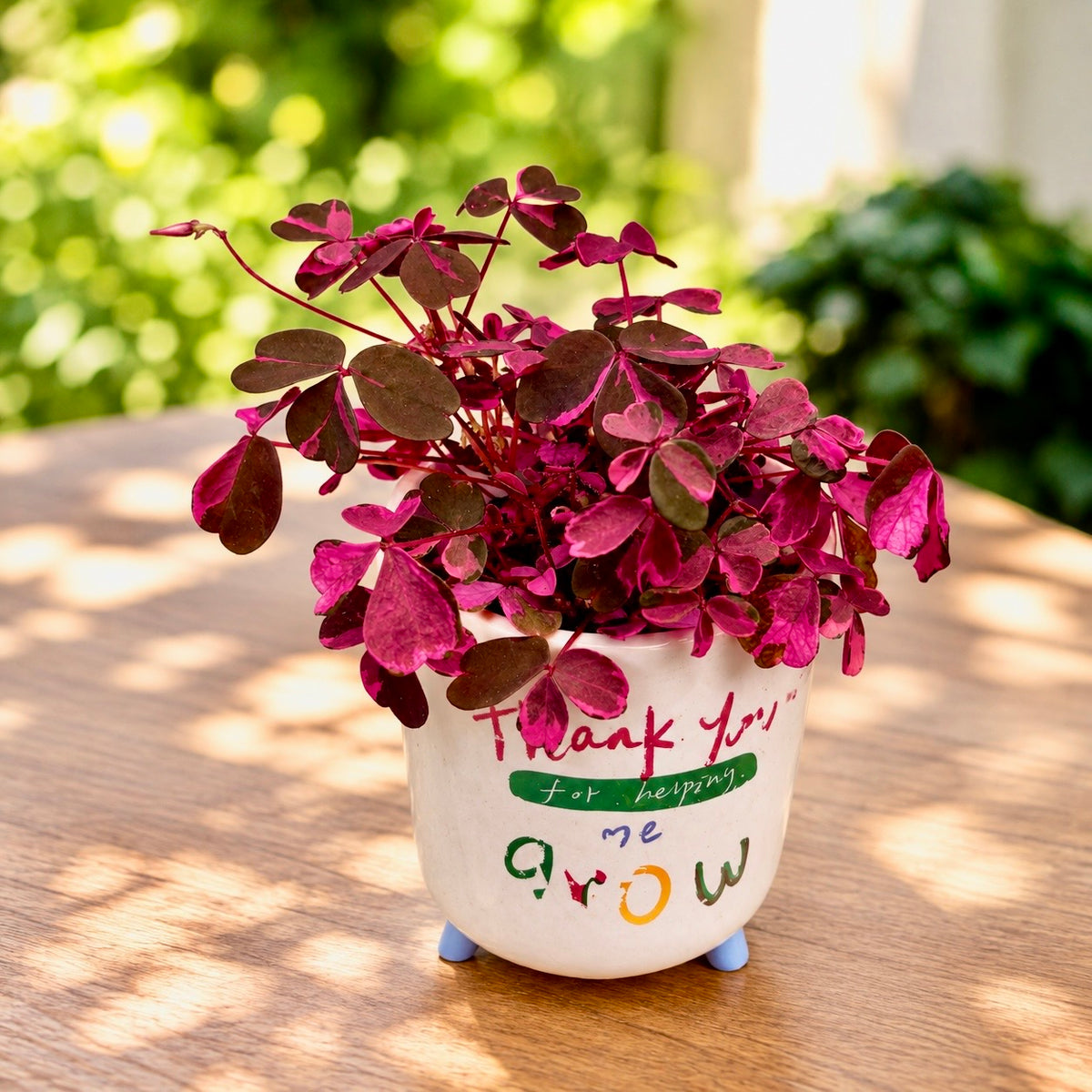 Oxalis vulcanicola 'Plum Crazy' D5