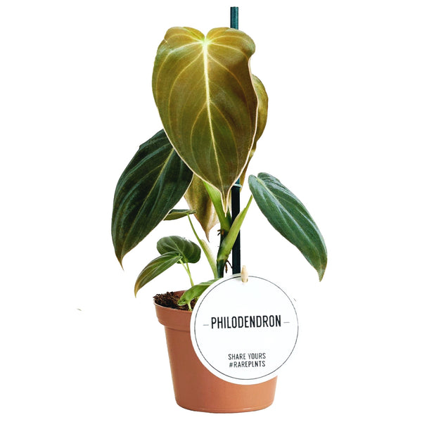 Philodendron melanochrysum (Black Gold Philodendron) D12