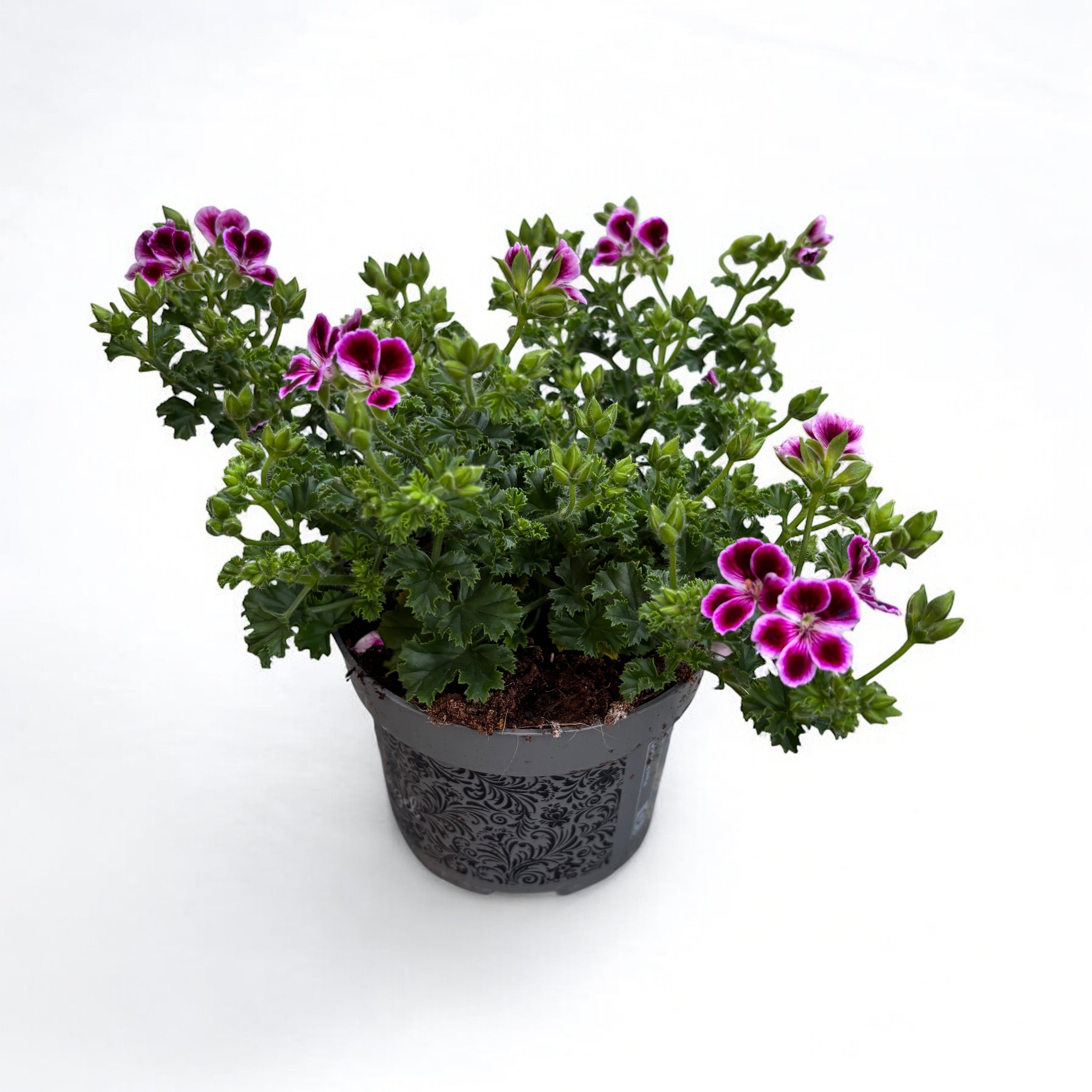 Muscate - Pelargonium ‘Angel Nina’