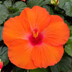 Hibiscus Hera - flori XL (2 plante/ghiveci)