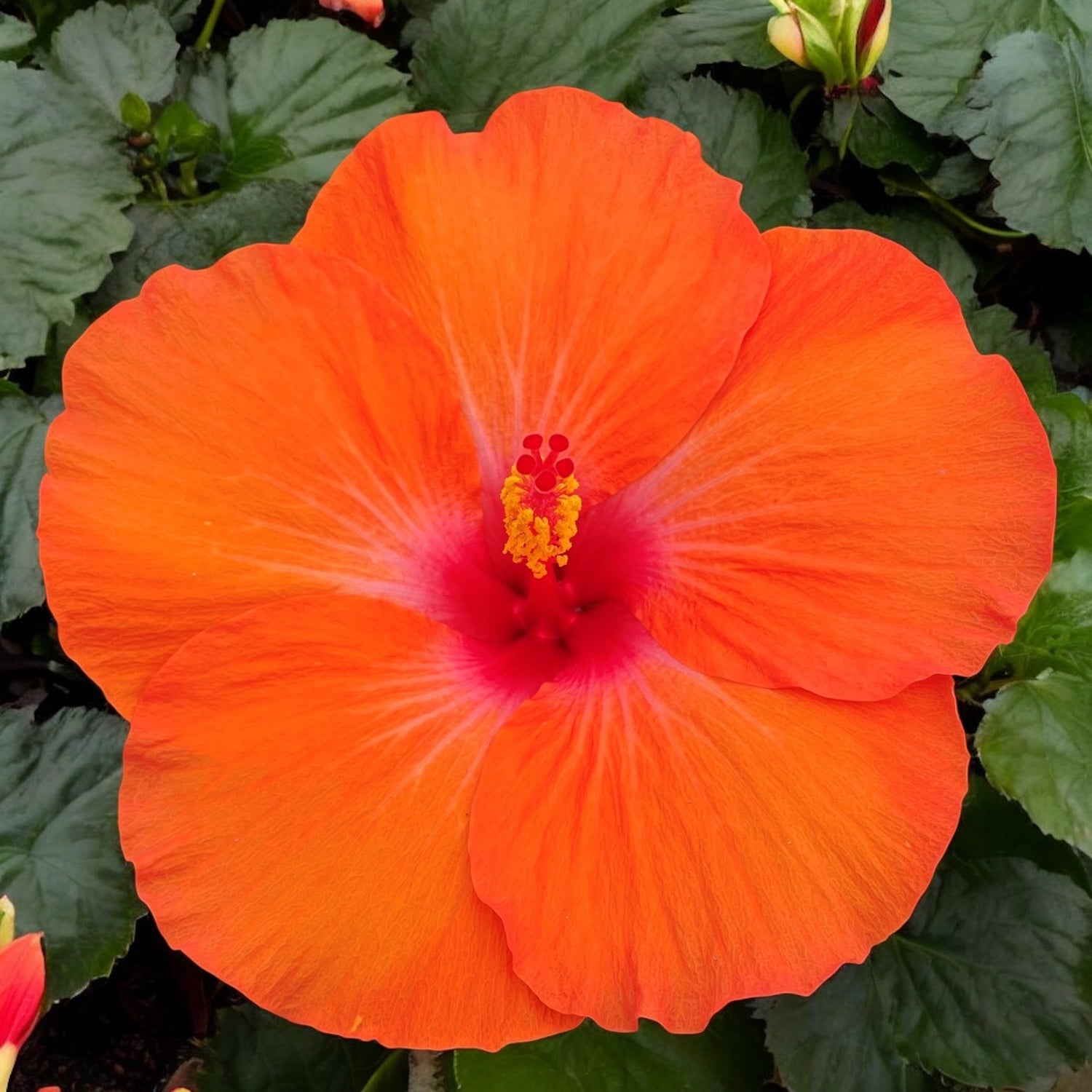 Hibiskus Hera - kwiaty XL (2 rośliny/doniczka)