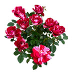 Duftende Zwergrosen Rosa Gigi™ Parade (2-3 Pflanzen/Topf)