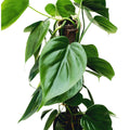 Philodendron scandens H50 cm 4pp