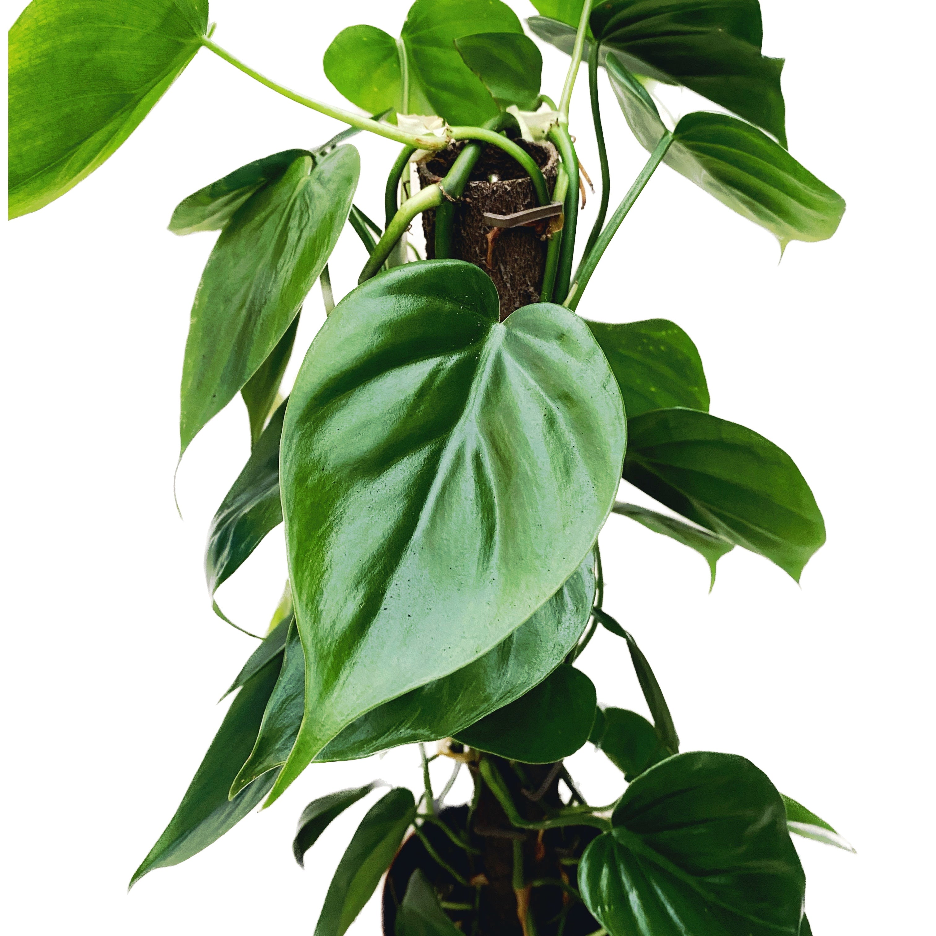 Philodendron scandens H80cm 5pp