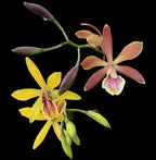 Encyclia Kyoguchi 'p'