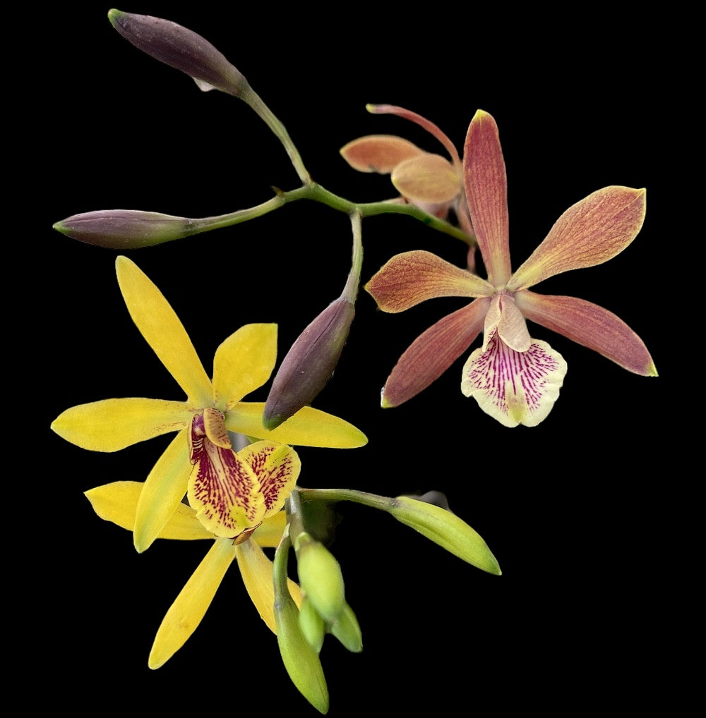 Encyclia Kyoguchi 'p'