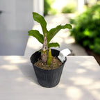 Catasetum pileatum var. aurea
